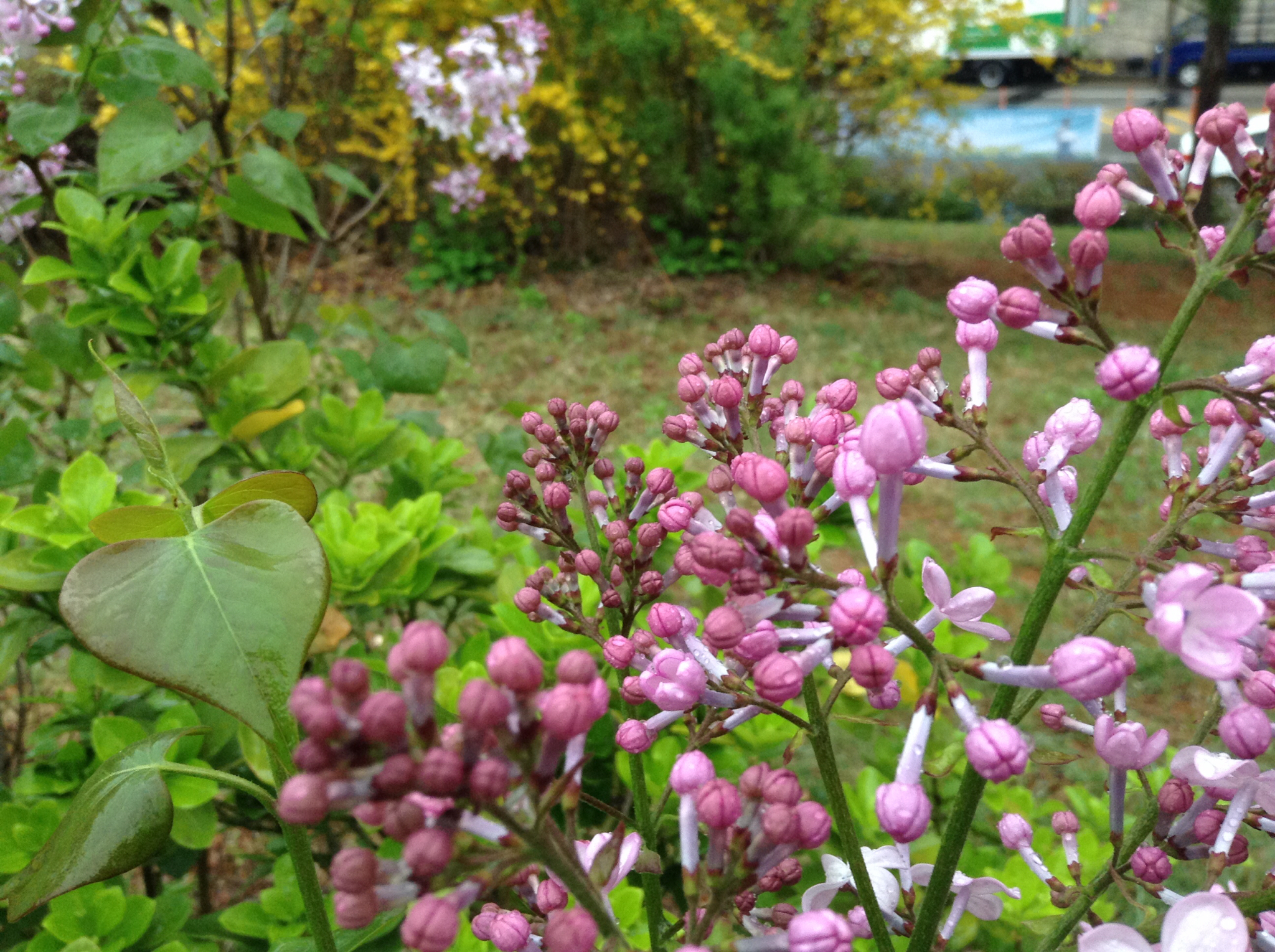 Syringa oblata
