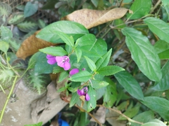 Impatiens balsamina image