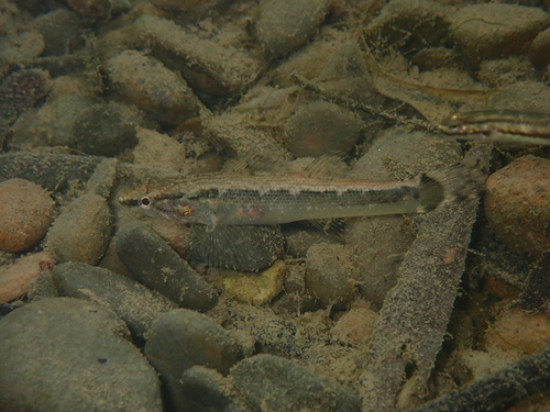 Greenback gauvina (Bunaka gyrinoides) — Eleotridae — 5