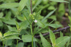 Callirhoe alcaeoides