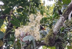 Epidendrum stamfordianum image