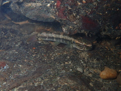 Segura's Throatspine Gudgeon photo 2