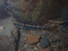 Segura's Throatspine Gudgeon photo 3