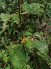 Heliocarpus