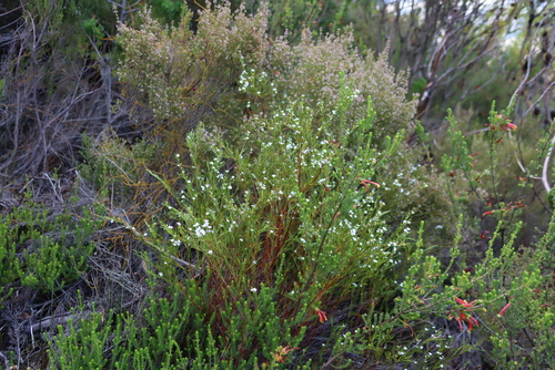 Langeberg Capemay (Coleonema virgatum)