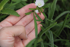 Callirhoe alcaeoides