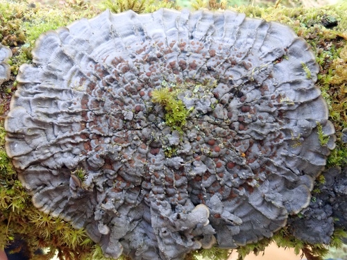 Pectenia cyanoloma