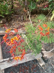 Caesalpinia pulcherrima image