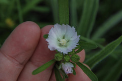 Callirhoe alcaeoides
