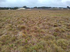 Deschampsia cespitosa holciformis