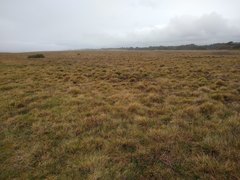 Deschampsia cespitosa holciformis