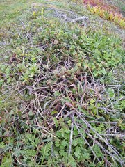Ceanothus gloriosus gloriosus