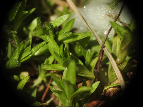 Image of Gentiana pyrenaica by (c) Yves Bas, some rights reserved (CC BY)