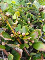 Ceanothus gloriosus gloriosus