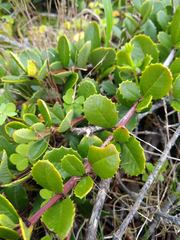 Ceanothus gloriosus gloriosus