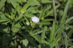 Callirhoe alcaeoides