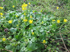 Ficaria verna