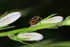 Strongylocoris erythroleptus