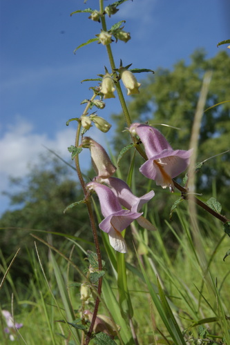 False Foxglove