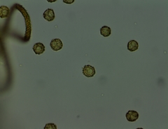 Oligonema persimile