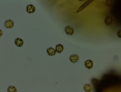 Oligonema persimile