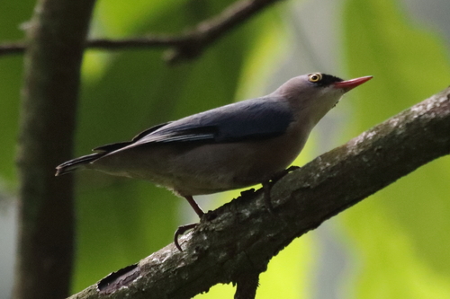 Velvet-fronted Nuthatch (Sitta frontalis), photo 3