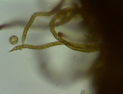 Oligonema persimile