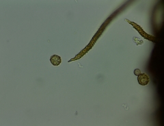 Oligonema persimile