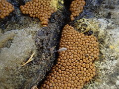 Oligonema persimile