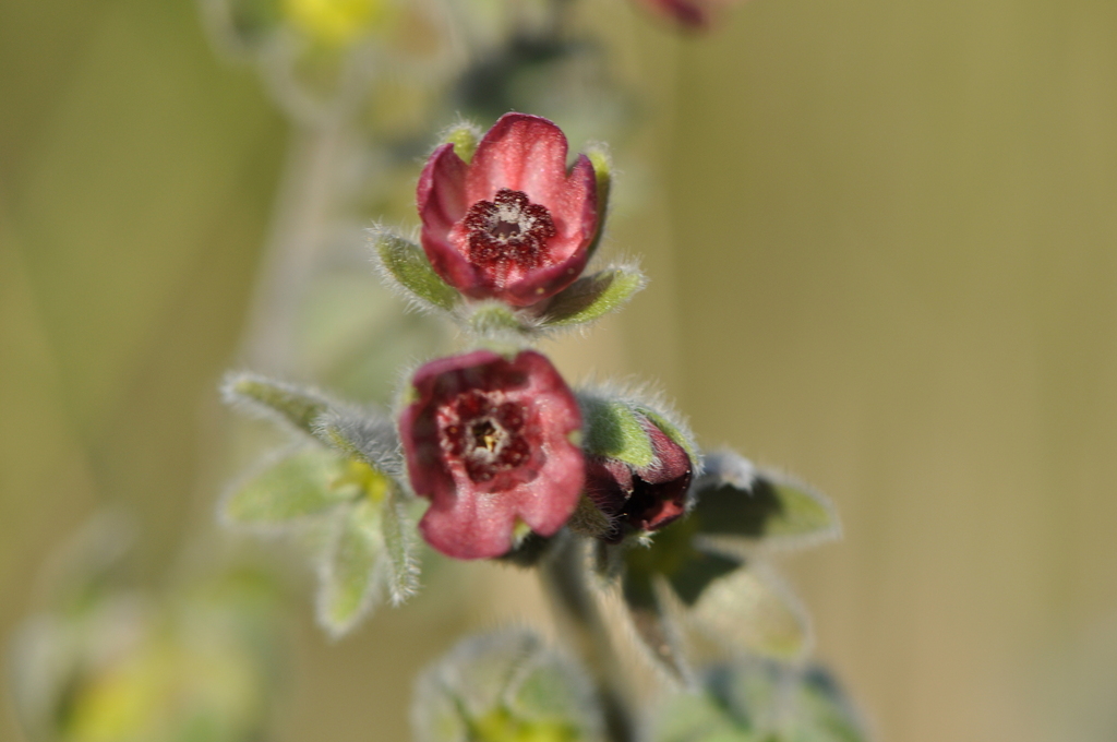 Cynoglossum columnae