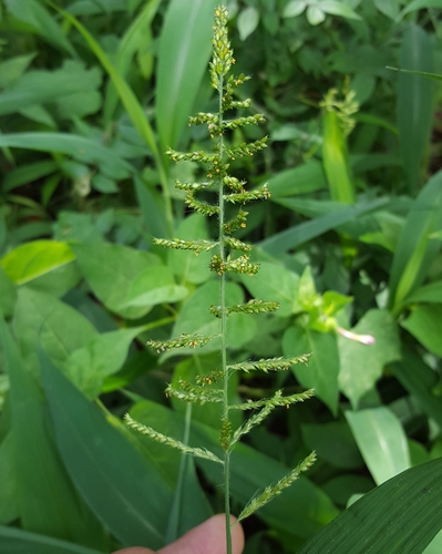 Setaria barbata iNat (2)