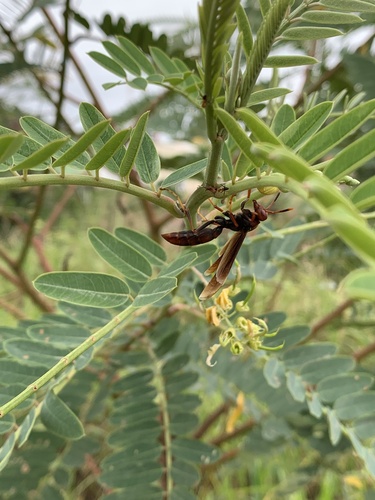 Polistes lanio photo 6