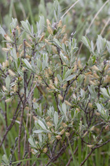 Salix brachycarpa brachycarpa