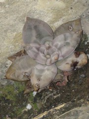 Echeveria xichuensis