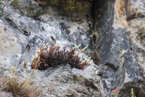 Crassula obtusa