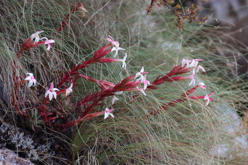 Crassula obtusa