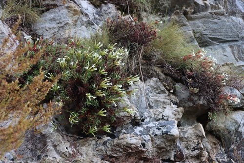 Crassula obtusa