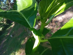 Morinda citrifolia image