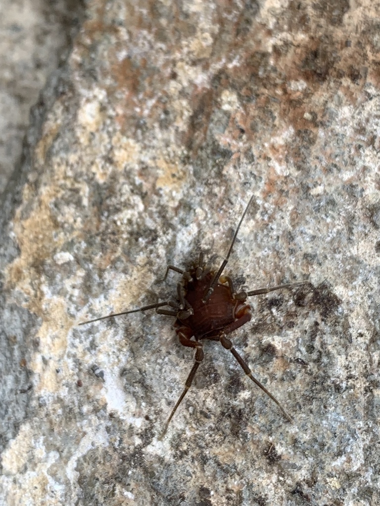 daddy longlegs