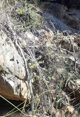 Crassula perforata perforata