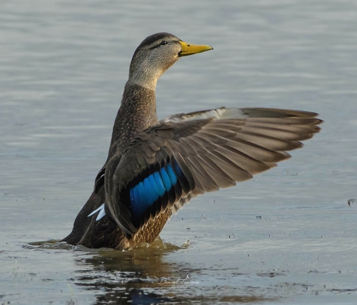 American Black Duck, photo 8 of 9