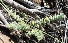 Crassula perforata perforata