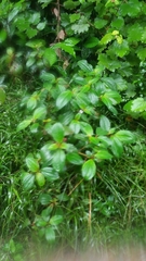 Tristemma mauritianum image