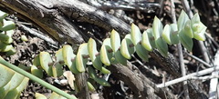 Crassula perforata perforata
