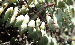 Crassula perforata perforata