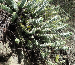 Crassula perforata perforata