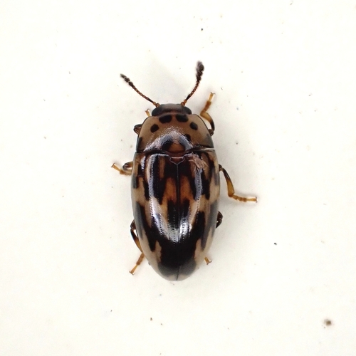 Ischyrus scriptus