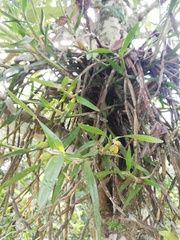 Scaphyglottis imbricata