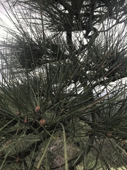 Pinus coulteri