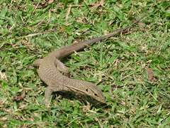 Varanus bengalensis